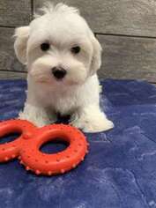 Maltese Puppy for sale in Spring Grove, IL, USA