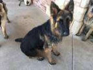 German Shepherd Dog Puppy for sale in Butler, MO, USA