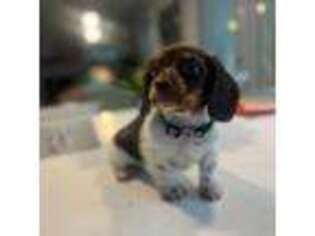 Dachshund Puppy for sale in Homestead, FL, USA