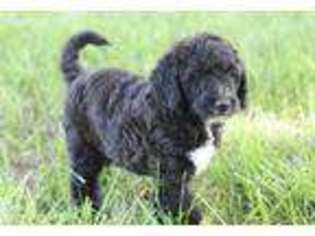 Labradoodle Puppy for sale in Arkansas City, KS, USA