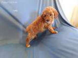 Mutt Puppy for sale in Campbell Hill, IL, USA