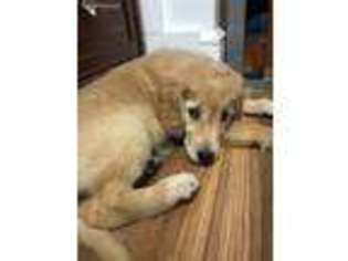 Golden Retriever Puppy for sale in Leesport, PA, USA