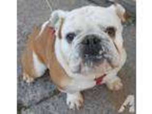 Bulldog Puppy for sale in BRISTOL, TN, USA