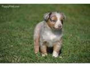 Miniature Australian Shepherd Puppy for sale in Tuttle, OK, USA