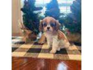 Cavalier King Charles Spaniel Puppy for sale in Jacksonville, TX, USA