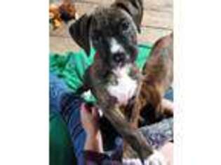 Boxer Puppy for sale in Molalla, OR, USA