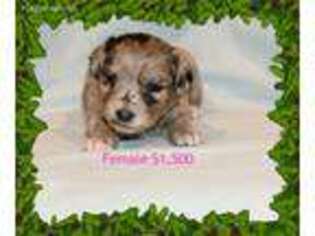 Mutt Puppy for sale in Bellwood, NE, USA