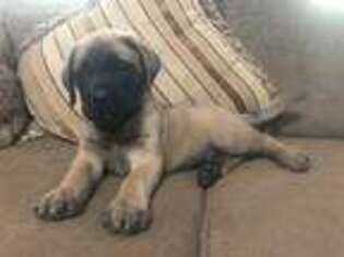 Mastiff Puppy for sale in Chillicothe, OH, USA