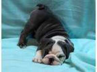 Bulldog Puppy for sale in Wingate, IN, USA