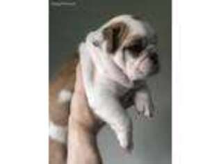 Bulldog Puppy for sale in Andover, MN, USA