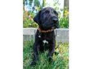 Great Dane Puppy for sale in Downers Grove, IL, USA