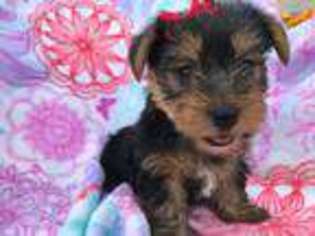 Yorkshire Terrier Puppy for sale in Kirkwood, PA, USA