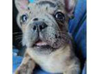 French Bulldog Puppy for sale in Chandler, OK, USA