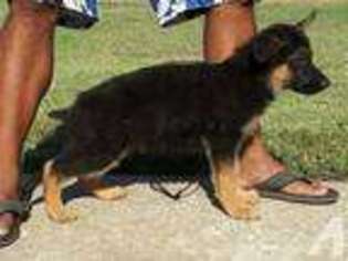 German Shepherd Dog Puppy for sale in CHANDLER, OK, USA