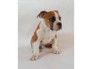 Miniature Bulldog Puppy for sale in Linden, VA, USA