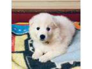 American Eskimo Dog Puppy for sale in Avondale, LA, USA