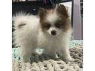Pomeranian Puppy for sale in Newark, OH, USA