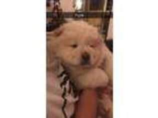 Chow Chow Puppy for sale in Vanderbilt, PA, USA