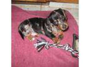 Dachshund Puppy for sale in Salinas, CA, USA