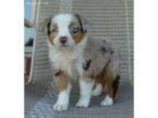 Miniature Australian Shepherd Puppy for sale in Celina, OH, USA