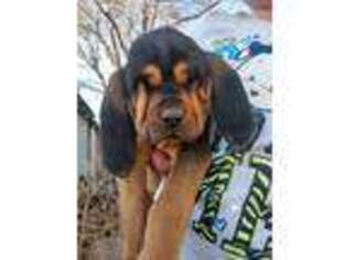 Bloodhound Puppy for sale in Adams, OK, USA
