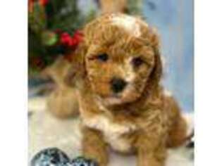 Bichon Frise Puppy for sale in Mansfield, OH, USA