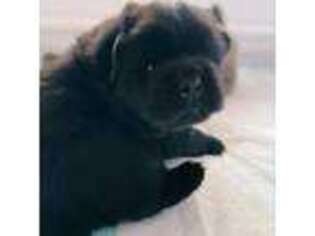 Chow Chow Puppy for sale in Blissfield, MI, USA