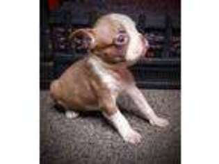 Border Terrier Puppy for sale in Belleville, MI, USA