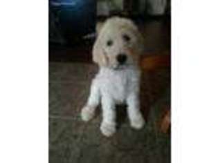 Labradoodle Puppy for sale in Talihina, OK, USA