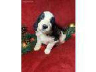 Saint Berdoodle Puppy for sale in Morse Bluff, NE, USA