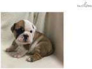 Bulldog Puppy for sale in Brownsville, TX, USA