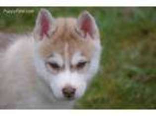 Siberian Husky Puppy for sale in Molalla, OR, USA