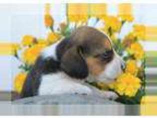 Beagle Puppy for sale in Warsaw, IN, USA