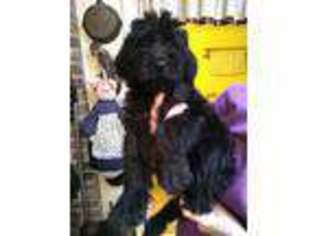 Labradoodle Puppy for sale in Bonifay, FL, USA