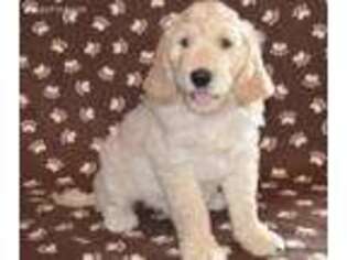 Goldendoodle Puppy for sale in Apalachin, NY, USA