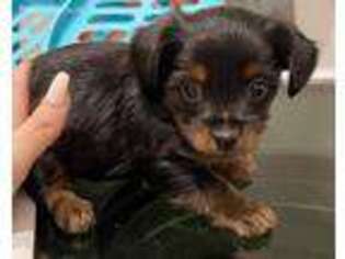 Yorkshire Terrier Puppy for sale in San Jose, CA, USA