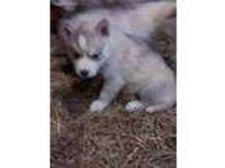 Siberian Husky Puppy for sale in Moshannon, PA, USA