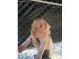 Boxer Puppy for sale in Ridgeway, VA, USA