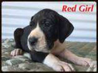 Great Dane Puppy for sale in NORTH LAS VEGAS, NV, USA