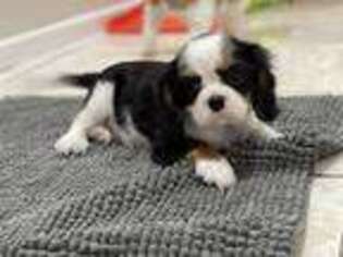 Cavalier King Charles Spaniel Puppy for sale in Upland, CA, USA