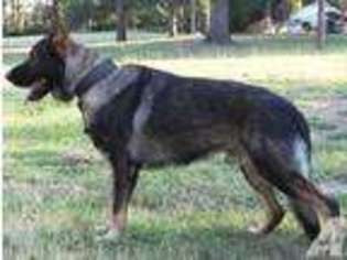German Shepherd Dog Puppy for sale in LONGVIEW, TX, USA