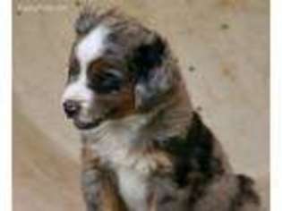 Miniature Australian Shepherd Puppy for sale in Boise City, OK, USA