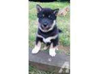 Shiba Inu Puppy for sale in BOTHELL, WA, USA