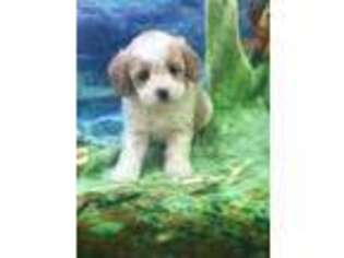 Cavapoo Puppy for sale in Jeffersonville, IN, USA
