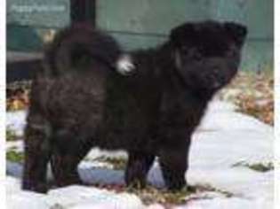 Akita Puppy for sale in Drakes Branch, VA, USA