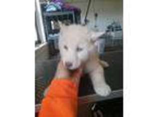 Siberian Husky Puppy for sale in Fredonia, WI, USA