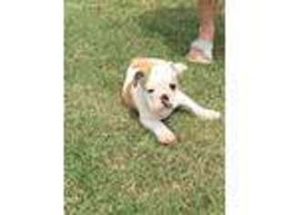 Bulldog Puppy for sale in Brownsville, TN, USA
