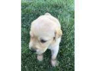 Labrador Retriever Puppy for sale in Ontario, OR, USA