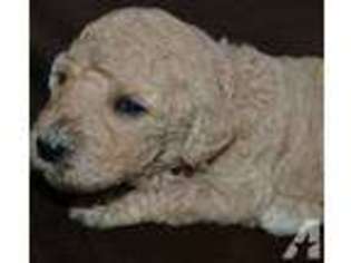 Labradoodle Puppy for sale in GRANGER, IN, USA