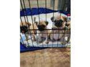Pug Puppy for sale in WEST SUFFIELD, CT, USA